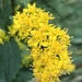 Swamp Goldenrod - Photo (c) dbond, some rights reserved (CC BY-NC)