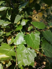 Betula pendula