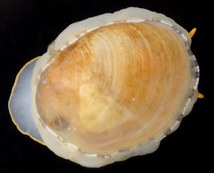 Limneria prolongata