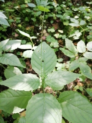 Circaea lutetiana