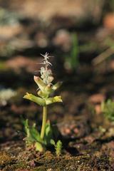 Lachenalia marginata