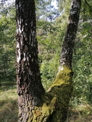 Betula pendula