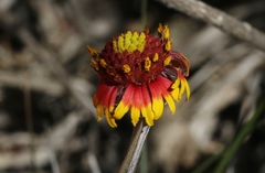 Gaillardia coahuilensis