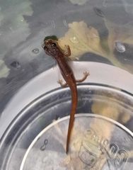 Chiropterotriton orculus