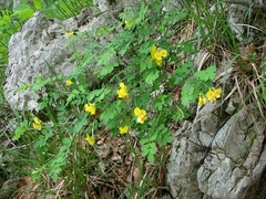 Hippocrepis emerus emerus
