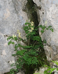 Pseudofumaria alba alba