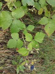 Rubus caesius