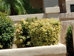 Bougainvillea × buttiana