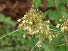 Allium longispathum