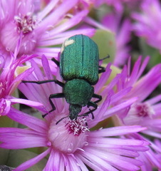 Melyris viridis