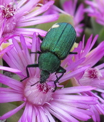 Melyris viridis