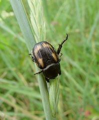 Anisoplia tempestiva