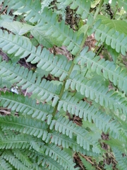 Dryopteris filix-mas