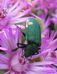 Melyris viridis