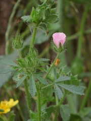 Malva setigera