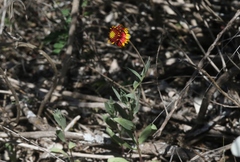 Gaillardia coahuilensis