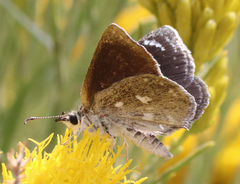 Hesperopsis libya