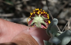 Gaillardia coahuilensis