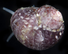 Eulithidium