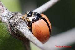 Cheilomenes propinqua