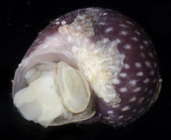 Eulithidium