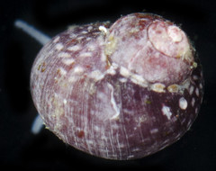 Eulithidium