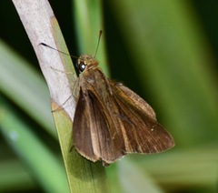 Hesperiinae