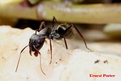 Camponotus cinctellus