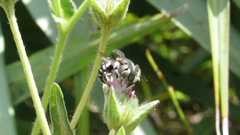 Anthidium maculifrons