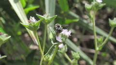 Anthidium maculifrons