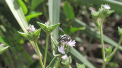 Anthidium maculifrons