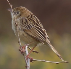 Cisticola juncidis