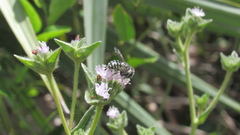 Anthidium maculifrons
