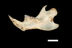 Holochilus chacarius