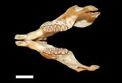 Holochilus chacarius