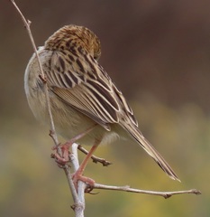 Cisticola juncidis