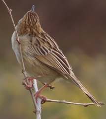 Cisticola juncidis