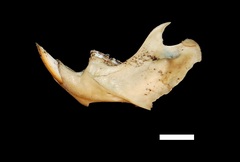 Holochilus chacarius