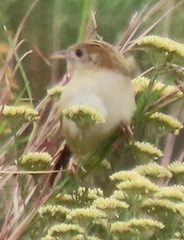 Cisticola juncidis