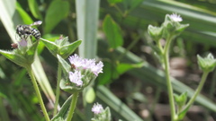 Anthidium maculifrons