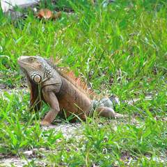 Iguana iguana