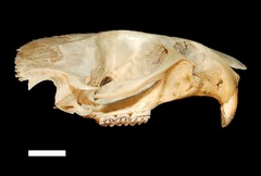 Holochilus chacarius