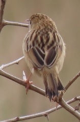 Cisticola juncidis