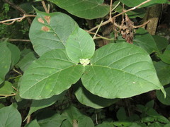 Croton morifolius