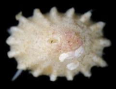 Puncturella cucullata