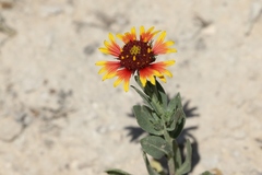 Gaillardia coahuilensis