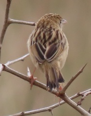 Cisticola juncidis