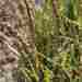 Plantago crassifolia hirsuta - Photo (c) Charles Stirton, algunos derechos reservados (CC BY-SA), subido por Charles Stirton