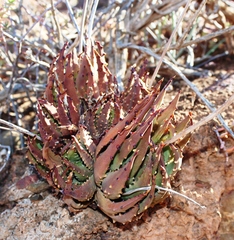 Tulista pumila