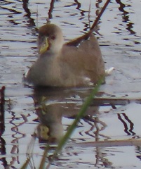 Paragallinula angulata